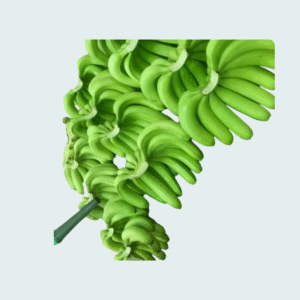 Image of fresh plantain